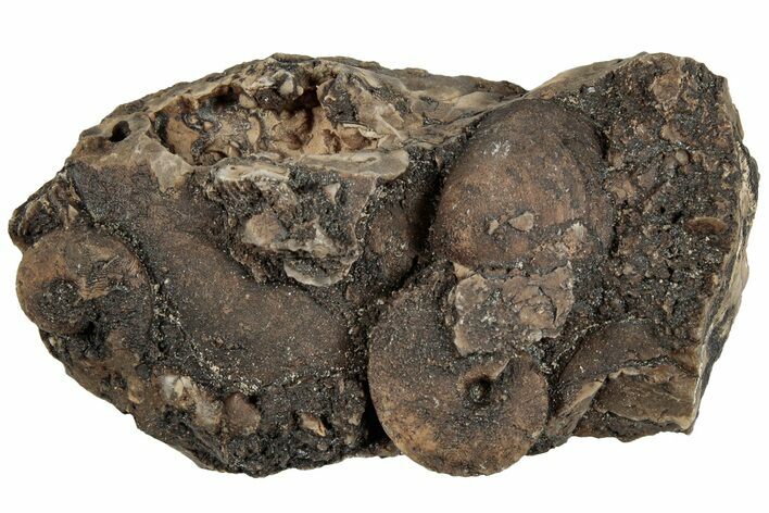 Detailed Jurassic Ammonites in Matrix - Morocco #292778